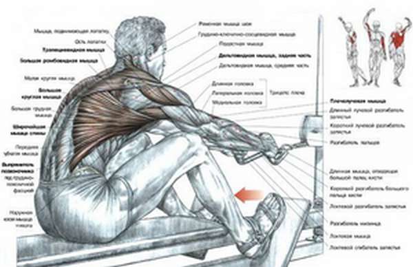 Гребной тренажер: описание работающих мышц